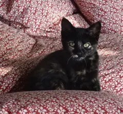 Pookie, chat de l'association