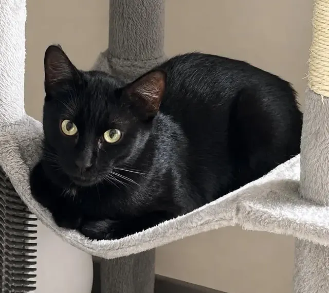 MAX, chat de l'association