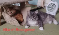 BEAUGOSSE, chat de l'association