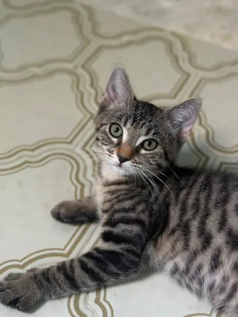 ALBERT, chat de l'association