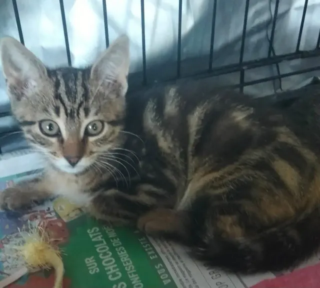NEKO, chat de l'association