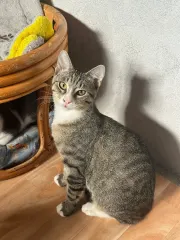Gaston, chat de l'association