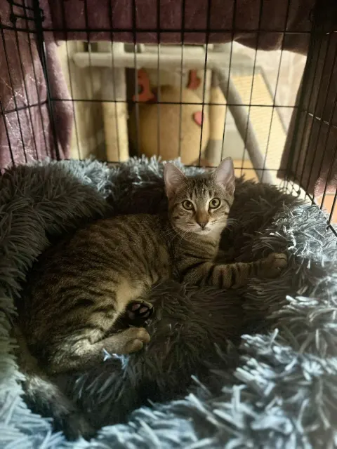 Gustave, chat de l'association