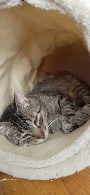 SYDNEY, chat de l'association